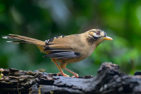 Moustached laughingthrush china 3