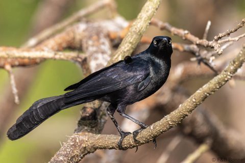 Nicaraguan grackle costa rica 1