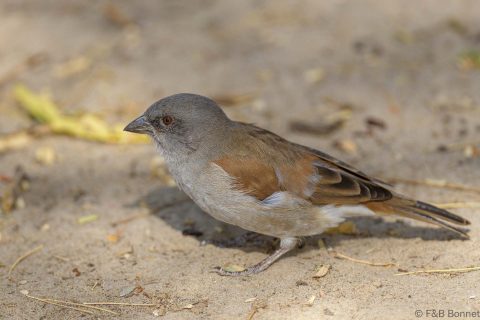 Northern grey headed sparrow senegal 3