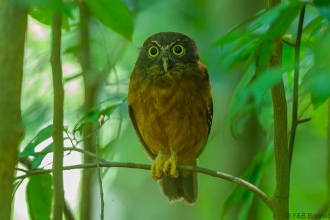 Ochre bellied boobook indonesia 2