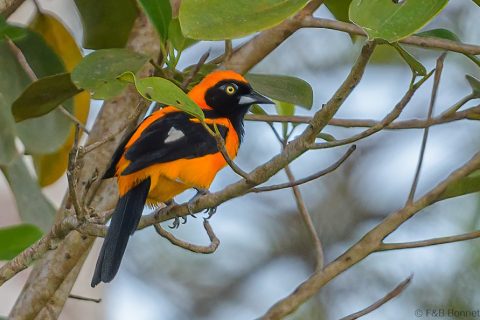 Orange backed troupial ecuador 1