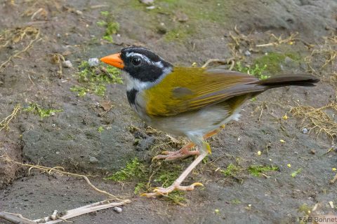 Orange billed sparrow ecuador 2