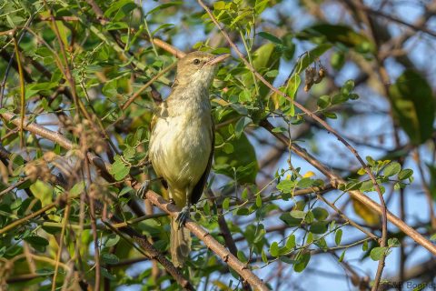 Oriental reed warbler thailand 2