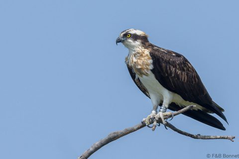 Osprey senegal 2