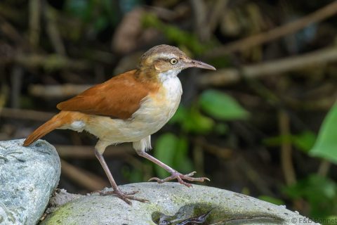 Pale legged hornero ecuador 2