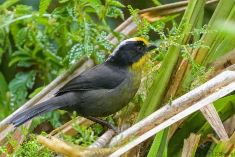 Pale naped brushfinch ecuador 1