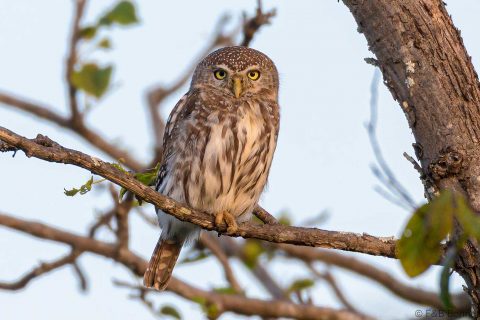 Pearl spotted owlet south africa 1