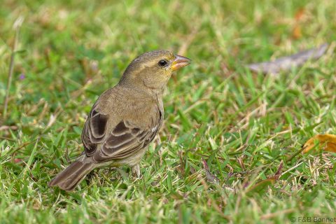 Plain backed sparrow thailand 1