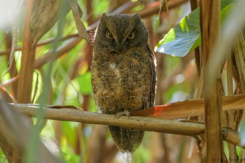 Rainforest scops owl madagascar 1