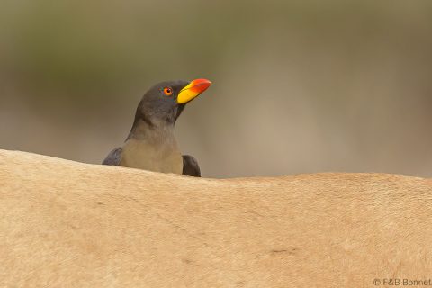 Red billed oxpecker senegal 2