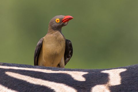 Red billed oxpecker south africa 2