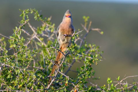 Red faced mousebird south africa 2