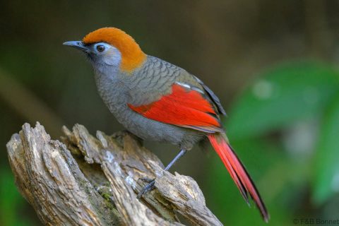 Red tailed laughingthrush china 3