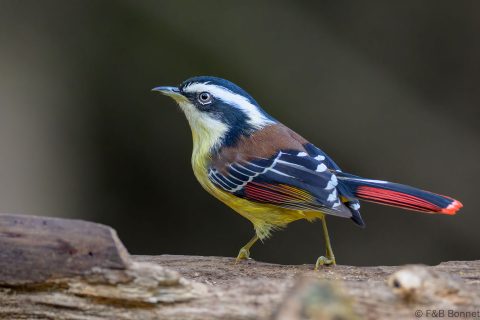 Red tailed minla china 4