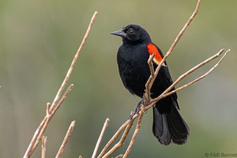 Red winged blackbird costa rica 1