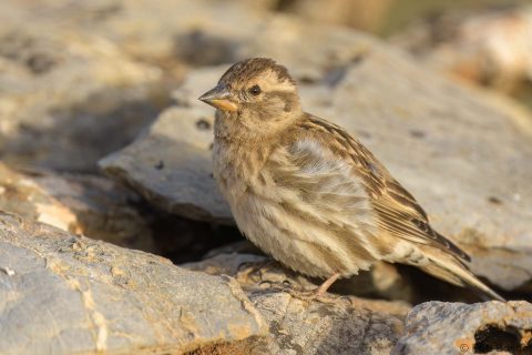 Rock sparrow spain 3