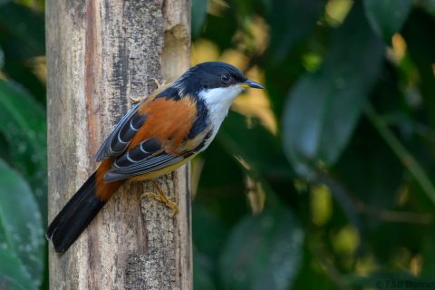 Rufous backed sibia china 2