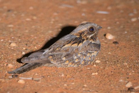 Rufous cheeked nightjar south africa 1