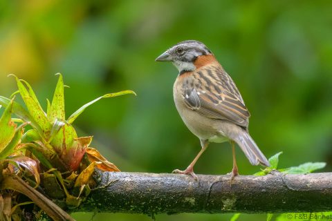 Rufous collared sparrow ecuador 3