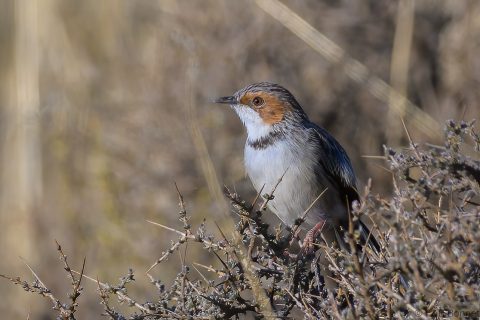 Rufous eared warbler south africa 3