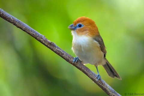 Rufous headed parrotbill china 4