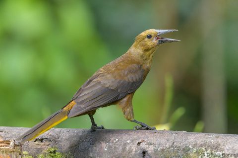 Russet backed oropendola ecuador 1