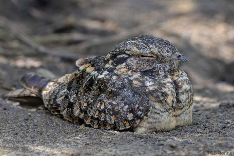 Savanna nightjar indonesia 2