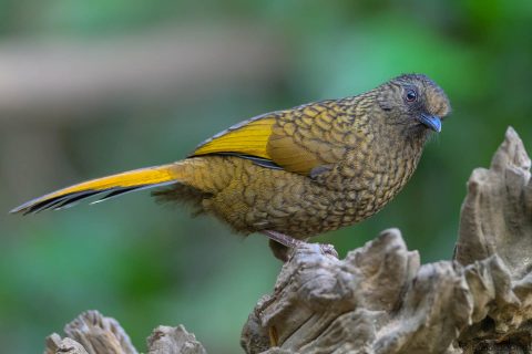 Scaly laughingthrush china 1