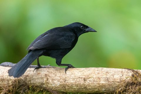 Scrub blackbird ecuador 2