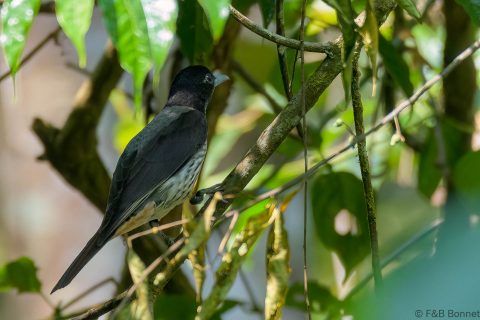 Silver oriole thailand 1