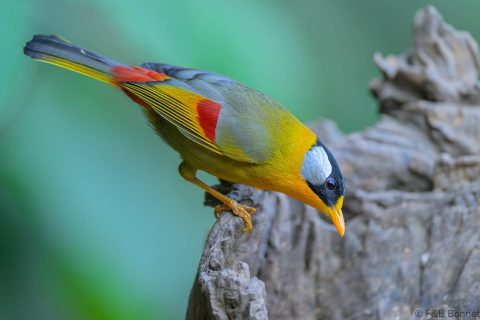Silver eared mesia china 5