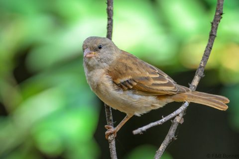 Southern grey headed sparrow southy africa 1