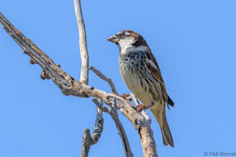 Spanish sparrow spain 2