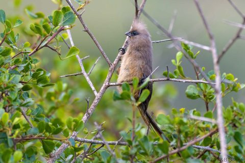 Speckled mousebird south africa 4