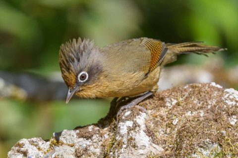 Spectacled barwing thailand 1