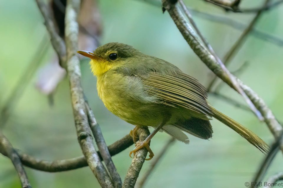 Spectacled tetraka madagascar 2