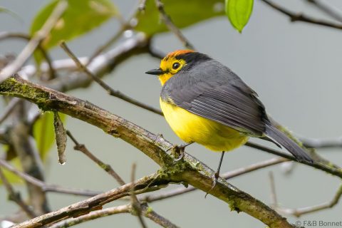 Spectacled whitestart ecuador 1