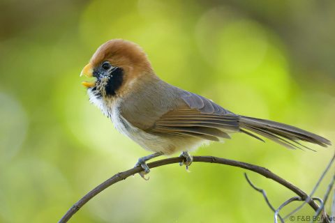 Spot breasted parrotbill thailand 3
