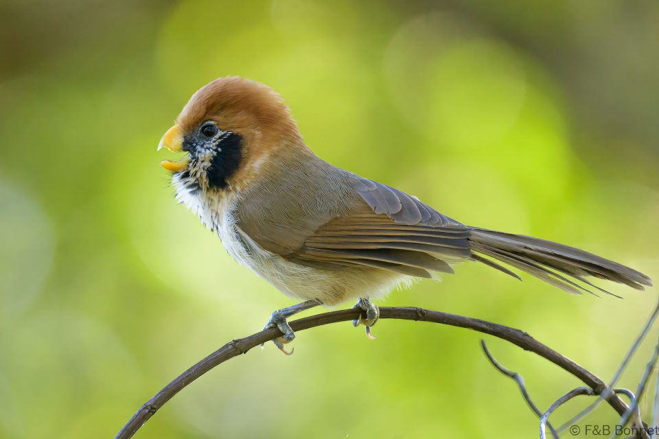 Spot breasted parrotbill thailand 3