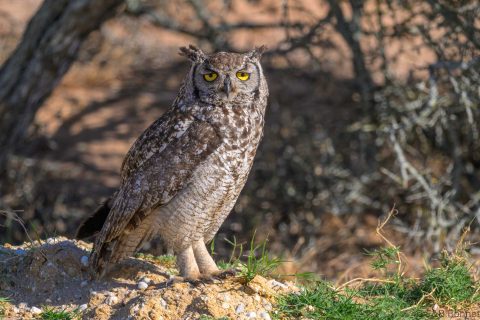 Spotted eagle owl south africa 1