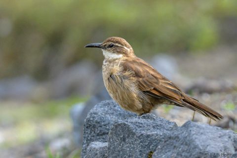 Stout billed cinclodes ecuador 1