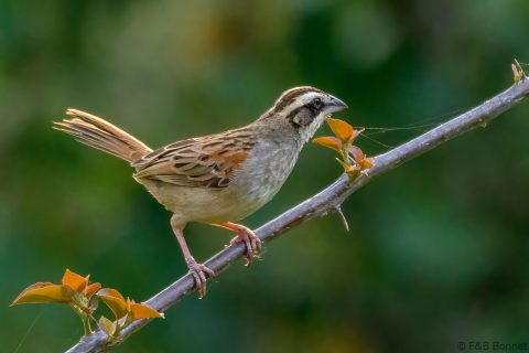 Stripe headed sparrow costa rica 1