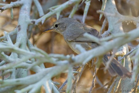 Subdesert brush warbler madagascar 1