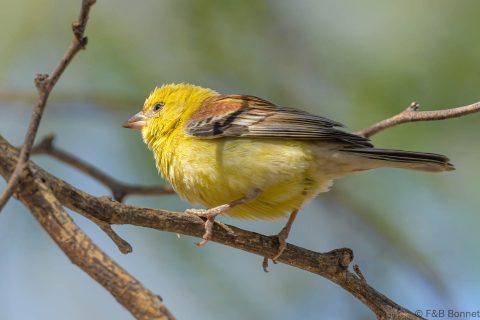 Sudan golden sparrow senegal 2
