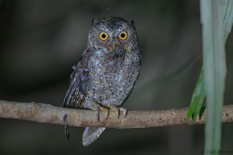Sulawesi scops owl indonesia 1