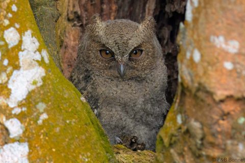 Sunda scops owl indonesia 1