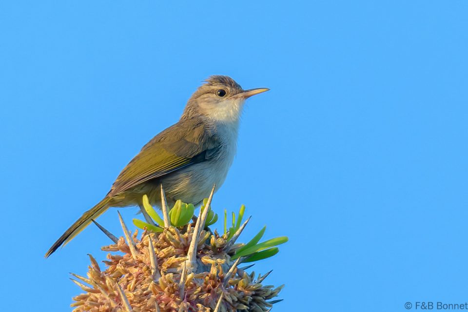 Thamnornis madagascar 1