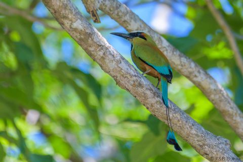 Turquoise browed motmot costa rica 2