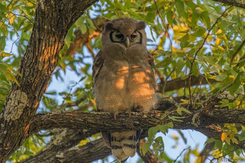 Verreaux's (giant) eagle owl south africa 2