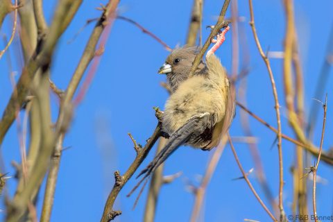 White backed mousebird south africa 3